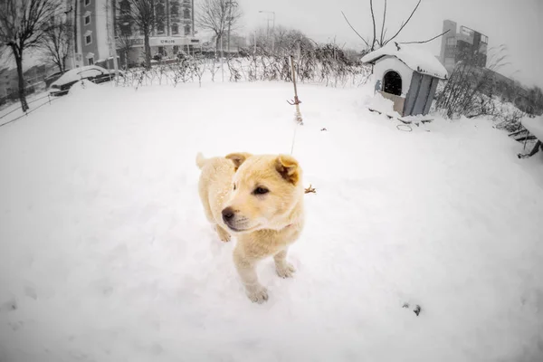 木浦市2015年12月27日 木浦市で撮影された雪の中で可愛い子犬が遊びを掘った — ストック写真