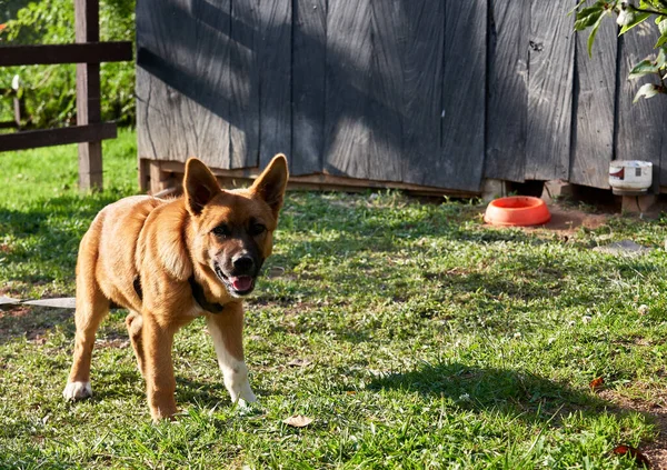 Entrerios コロンビア 2021年6月27日 太陽の下で緑の草の上にドイツの羊飼いの犬 — ストック写真