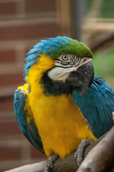 動物保護区での青と黄色のマコーの柔らかい焦点 — ストック写真