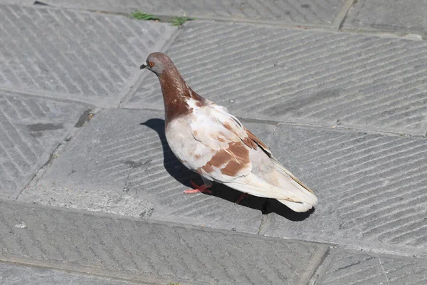 地面に立っている茶色の鳩のクローズアップショット — ストック写真