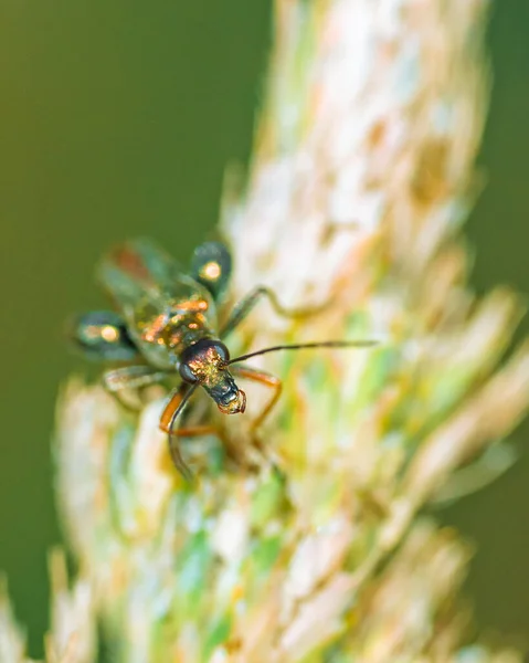 Gros Plan Insecte Sur Une Plante Sur Fond Flou — Photo