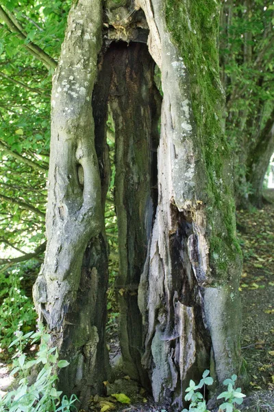 Agujero Viejo Árbol Medio Del Parque Natural — Foto de Stock