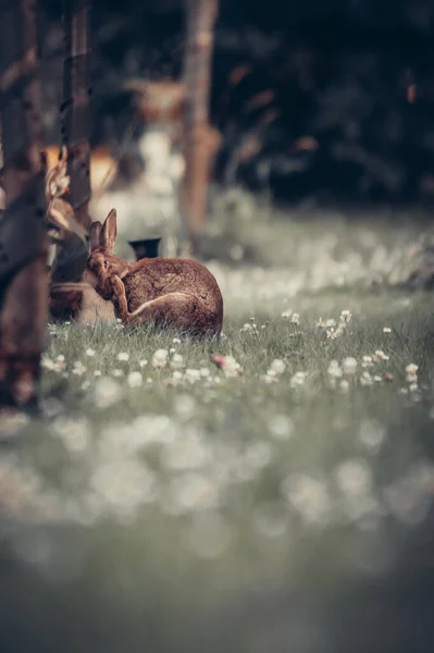 白い花の草原での茶色の野生のウサギの垂直ショット — ストック写真