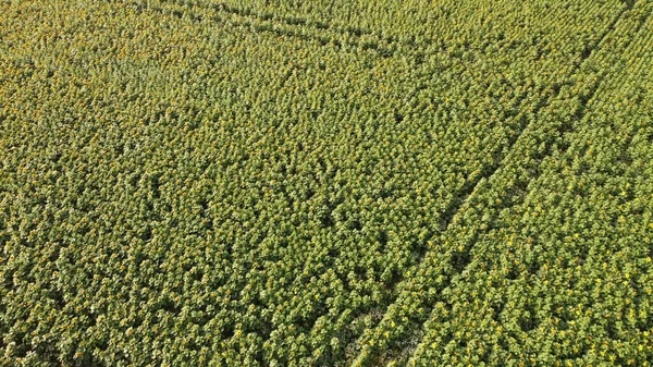 Uma Vista Aérea Belo Campo Girassol — Fotografia de Stock