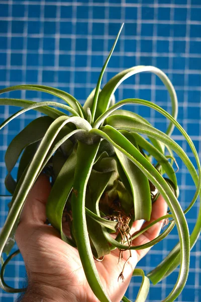 Una Persona Che Tiene Una Pianta Appartamento Verde — Foto Stock