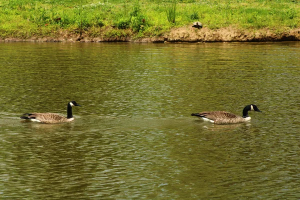 Zwei Enten Schwimmen Tagsüber Einem See — Stockfoto