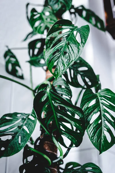 Primer Plano Vibrantes Hojas Planta Monstera Verde — Foto de Stock