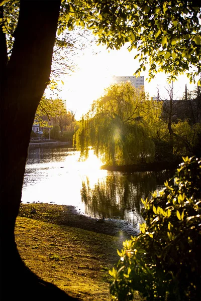 Bela Lagoa Espelho Cisne Dusseldorf Pôr Sol — Fotografia de Stock