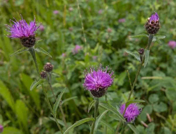 A shallow focus of purple Milk thistle flowers with green blurred background on a spring day