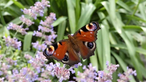 Egy Páva Pillangó Verbéna Növényen — Stock Fotó
