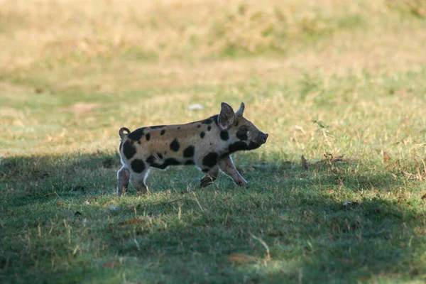 Een Klein Varken Met Zwarte Vlekken Een Veld Argentinië — Stockfoto