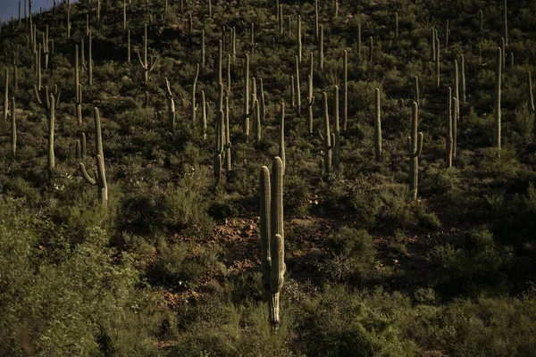 Tucson Ηνωμένες Πολιτείες Οκτ 2019 Ένα Τοπίο Ερήμου Κάκτους Saguaro — Φωτογραφία Αρχείου