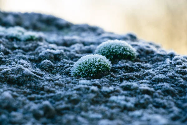 Gros Plan Mousse Sur Une Surface Rocheuse — Photo