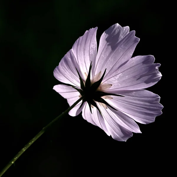 黒を背景にした美しい化粧品の花 — ストック写真