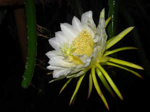Tiro Foco Seletivo Uma Flor Hylocereus Grandiflorum — Fotografia de Stock