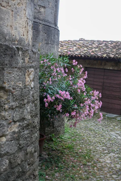 Vigoleno Italie Juil 2021 Les Lauriers Roses Près Mur Château — Photo