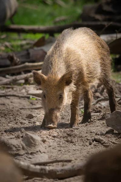 Foco Suave Porco Selvagem Forrageando Chão Para Pedaços Comida Uma — Fotografia de Stock