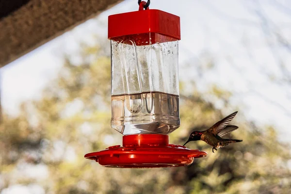 Який Акцент Колібрі Водяного Живлення Червоних Птахів — стокове фото