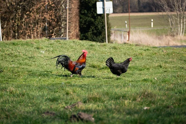 Australorp Kycklingar Äng — Stockfoto