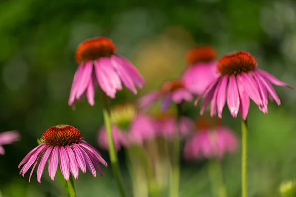 Gros Plan Fleurs Conifères Violettes Poussant Dans Prairie — Photo