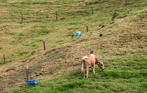 Entrerrios Colombia Junio 2021 Una Vista Una Vaca Marrón Pastando —  Fotos de Stock