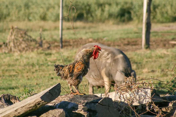 Ein Hahn Kräht Auf Den Steinen Ackerland — Stockfoto