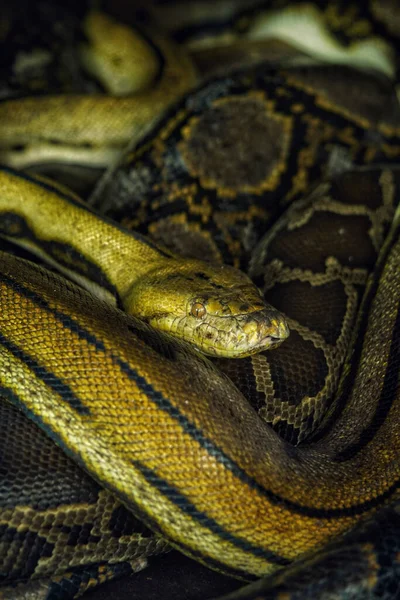 Uma Foto Close Uma Cabeça Cobra Python Reticulada Padrão Pele — Fotografia de Stock