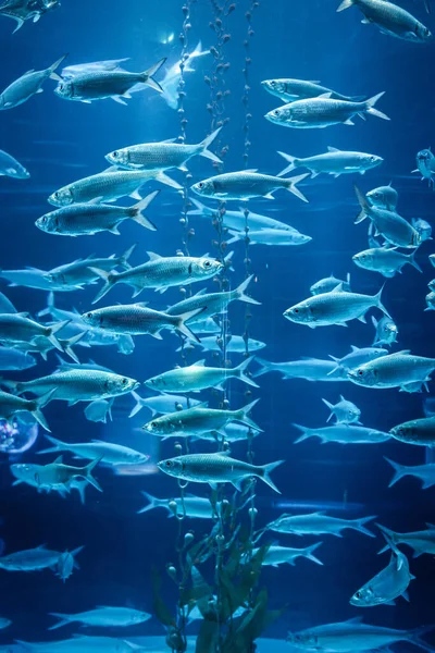 Una Escuela Peces Enormes Dentro Del Tanque Yakarta Aquarium Safari — Foto de Stock