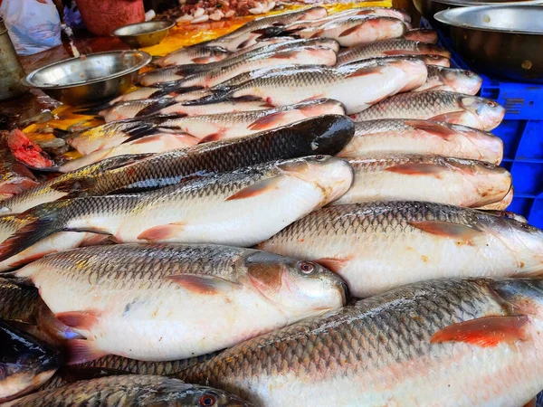 Tiro Close Peixes Capturados Mercado — Fotografia de Stock