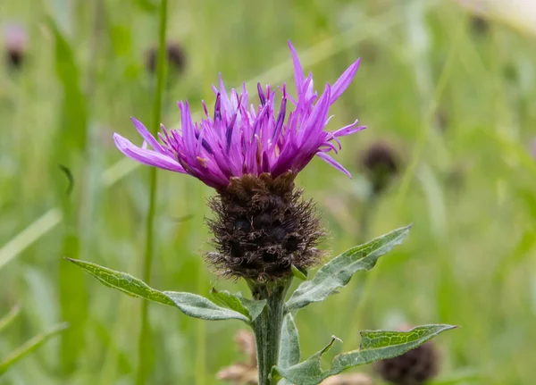 A shallow focus of a purple Milk thistle flower with green plants blurred in background on a sunny day
