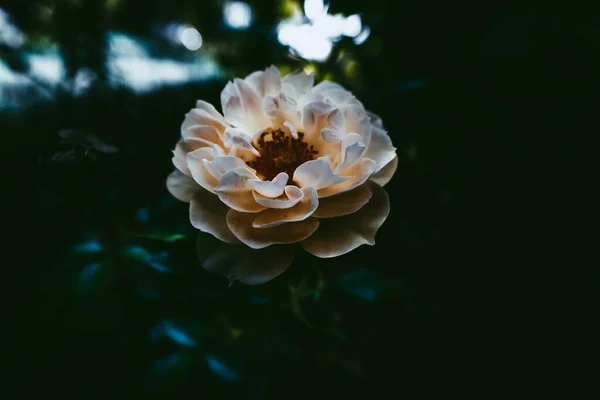 Мягкий Фокус Красивой Белой Розы Цветущей Саду — стоковое фото