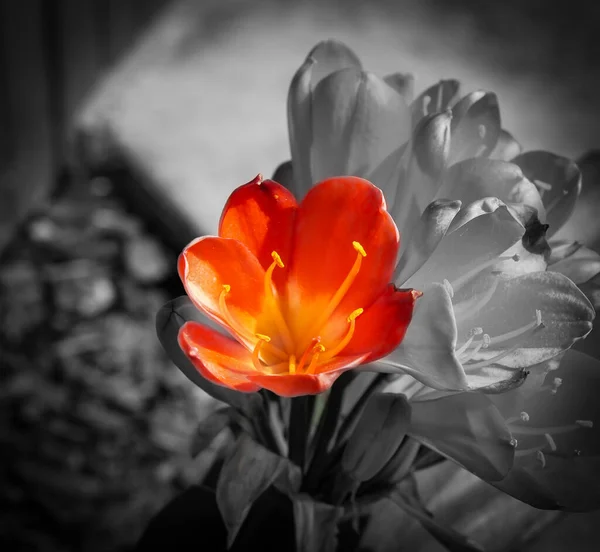 Eine Orangefarbene Clivia Miniata Natallilie Buschlilie Kaffirlilie Blume Auf Schwarz — Stockfoto