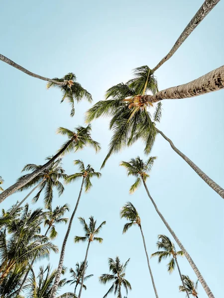 在阳光下垂直拍摄棕榈树 在蓝天下拍摄美丽的背景 — 图库照片