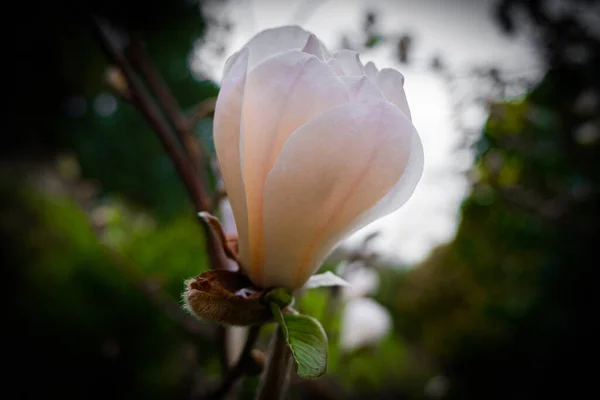 Botão Flor Fresca Florescendo Primavera — Fotografia de Stock