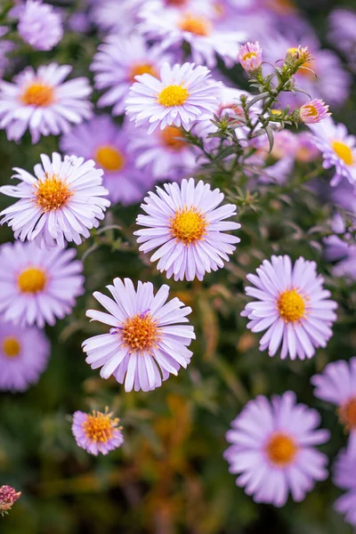 Ένα Όμορφο Φόντο Από Φρέσκα Λουλούδια Έναν Κήπο — Φωτογραφία Αρχείου