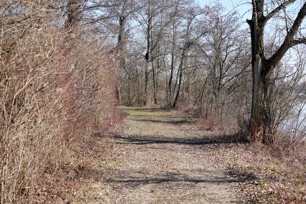 Detailní Záběr Malé Cesty Lese Obklopený Suchými Stromy — Stock fotografie