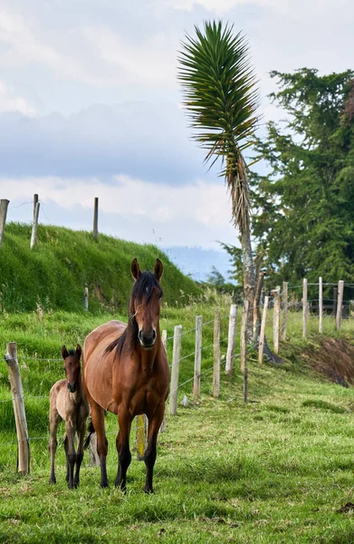 Entrerrios Colombia Június 2021 Egy Függőleges Lövés Egy Gyönyörű Barna — Stock Fotó