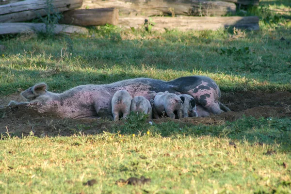 Maiale Sporco Che Allatta Suoi Maialini Nel Campo — Foto Stock