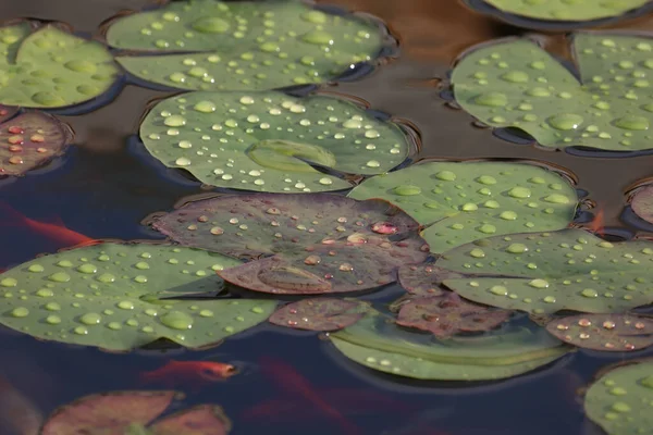 大きな水滴の中に美しい睡蓮の葉の閉鎖 — ストック写真