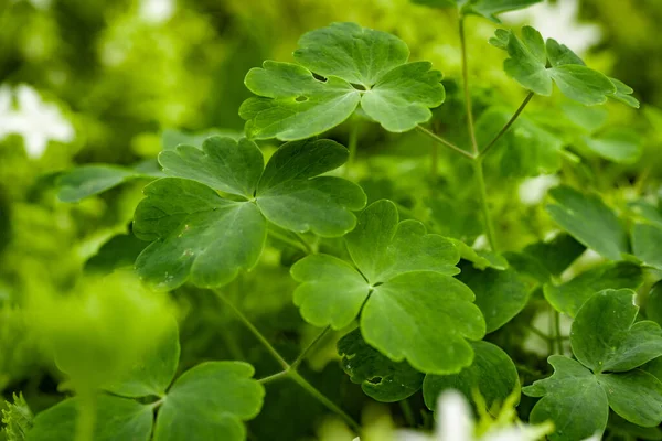 Detailní Záběr Zeleného Hřebíčku — Stock fotografie