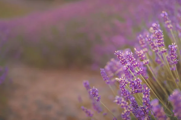 ラベンダーの花の視野の水平浅い深さ — ストック写真