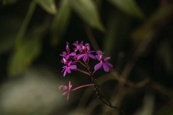 Närbild Vacker Lila Epidendrum Blommor Suddig Lummig Bakgrund — Stockfoto