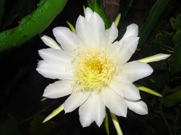 Selective Focus Shot Hylocereus Grandiflorum Flower — Stock Photo, Image