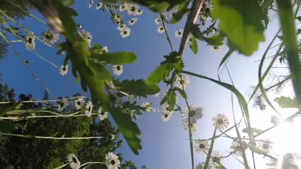 Красивий Ботанічний Знімок Натуральні Шпалери — стокове відео