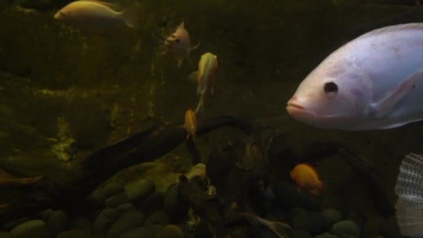 Όμορφα Ψάρια Στο Ενυδρείο — Αρχείο Βίντεο