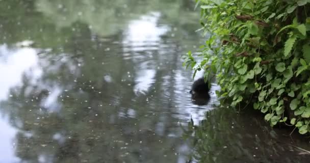 Gotas Agua Río — Vídeos de Stock