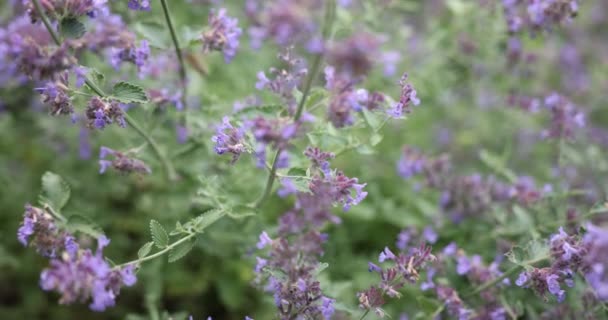Belles Fleurs Violettes Dans Jardin — Video