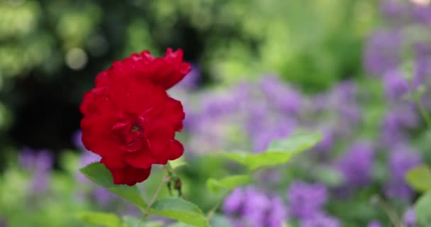 Flores Bonitas Jardim — Vídeo de Stock