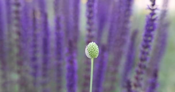 Bellissimi Fiori Viola Giardino — Video Stock