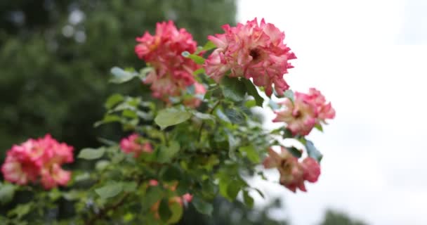 Hermosas Flores Jardín — Vídeo de stock